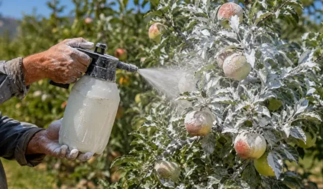 Çiftçiler meyveleri kaolin kiliyle güneşten koruyor