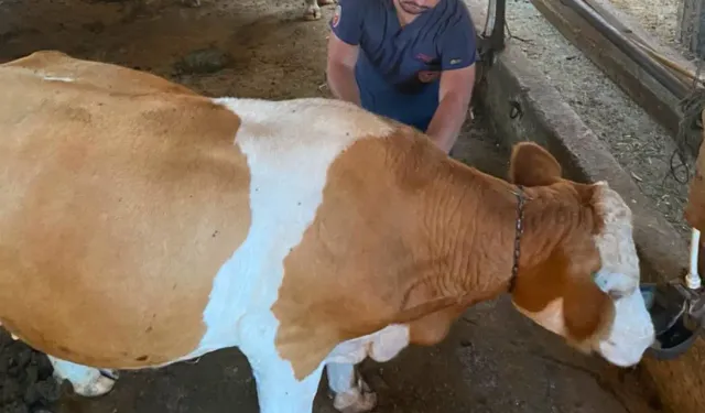 Kütahya’da hayvan sağlığı için aşılama çalışmaları başladı