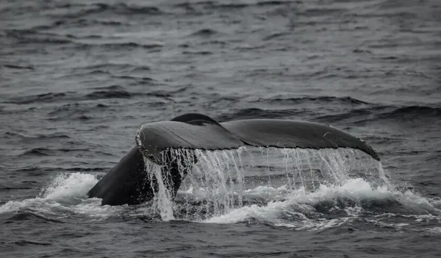 Temmuz ayında bilim dünyasında öne çıkan gelişmeler