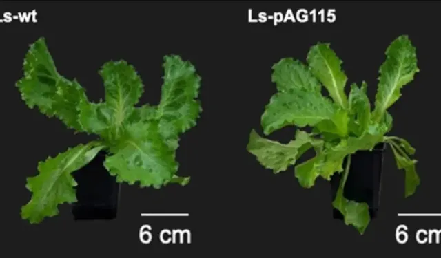 Bilim insanları marulda hayvansal protein üretti