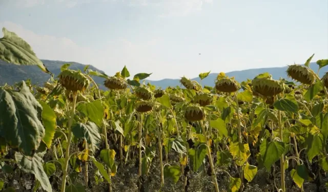 Isparta’da ayçiçeği hasadı için son hazırlıklar