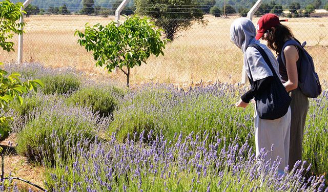 Kütahya’da ailesinden miras araziyi “Lavantistan”a çevirdi