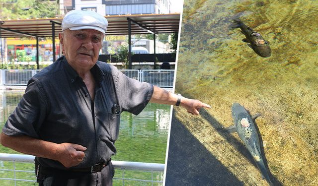 Kütahya’da yaralı ve yamuk kuyruklu balıkların hikayesi