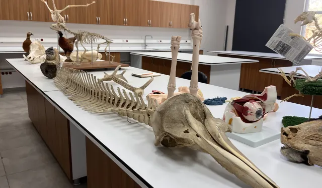 Mamut dişiyle veterinerlik eğitimi veriyorlar