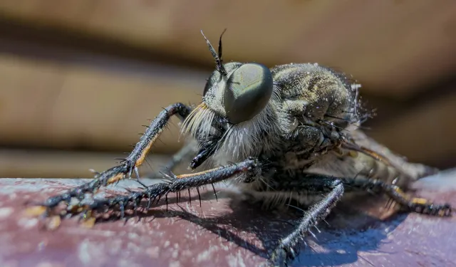 Asilidae familyası doğanın en etkili avcı böcekleri arasında