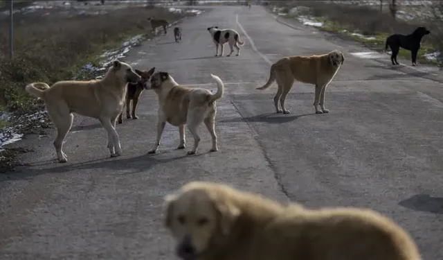 Başıboş köpeklerin yüzde 99,22’si toplandı
