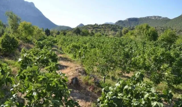 Bu ağacı evinizden uzağa dikin!