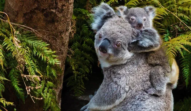 Koalalar için 30 yıl uyarısı