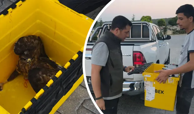 Kütahya’da yaralı şahini ekiplere teslim etti