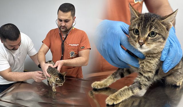 Kütahyalı kedi "Ballı" diyafram fıtığı ameliyatıyla hayatta kaldı