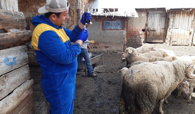 Aslanapa’da aşılama çalışmaları yapıldı