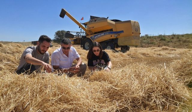 Altıntaş ve Dumlupınar'da hasat kontrolleri devam ediyor