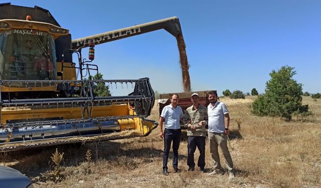 Çavdarhisar'da Buğday tohumu hasadı devam ediyor