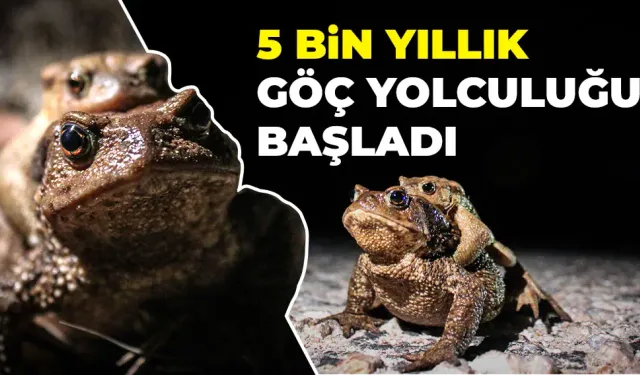 Kütahya’da 5 bin yıllık göç yolculuğu başladı