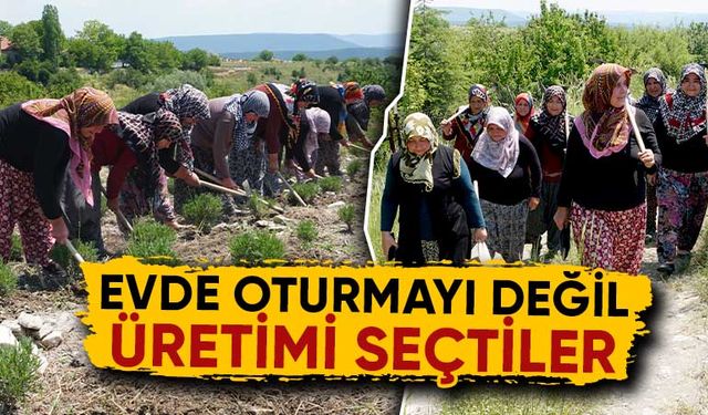 Kütahya’da kadınlar güç birliği yapıp lavanta üretiyor