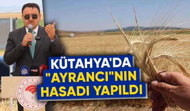 Kütahya'da yerli arpa çeşidi "ayrancı"nın hasadı yapıldı