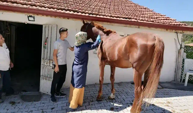 Kütahya’da zoonoz hastalığı tedbirleri alındı 