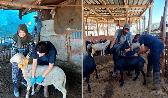 Gediz’de küçükbaş hayvan sağlığı için aşı ve küpeleme çalışmaları