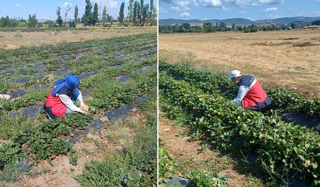 Kütahya Tavşanlı’da çilek tarlaları denetlendi