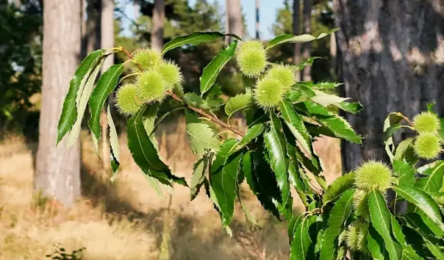 Kütahya’da Simav kestanesinde ‘verim’ mücadelesi kazanıldı