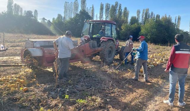 Çavdarhisar’da çerezlik kabak hasadı kontrolü yapıldı