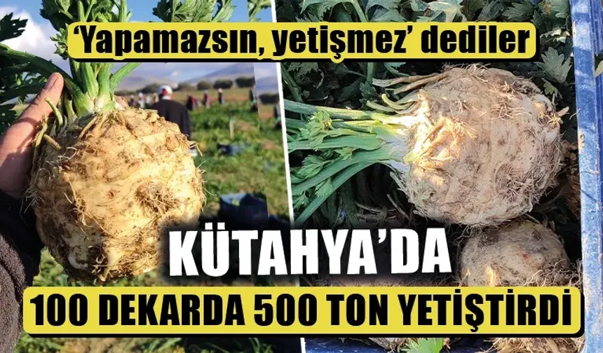 Kütahya’da ilk kez ekti, 500 ton verim aldı