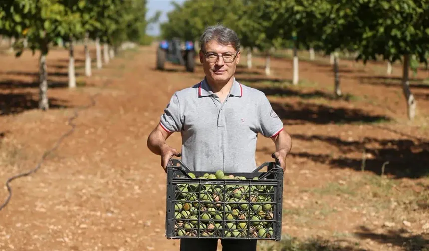 Memleketi Uşak'a döndü, ceviz işleme tesisi kurdu