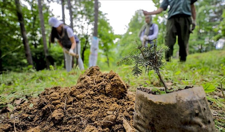 Uşak Banaz'da 2 bin 600 fidan dikimi yapıldı