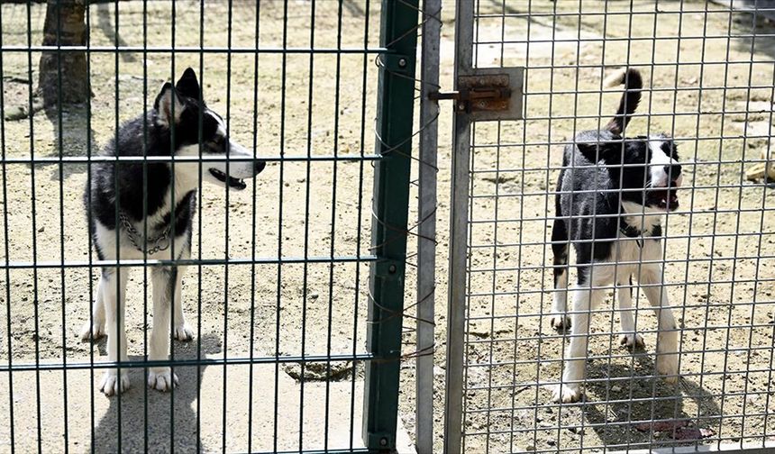 Sahipsiz hayvanlar için yeni düzenlemeler yayımladı