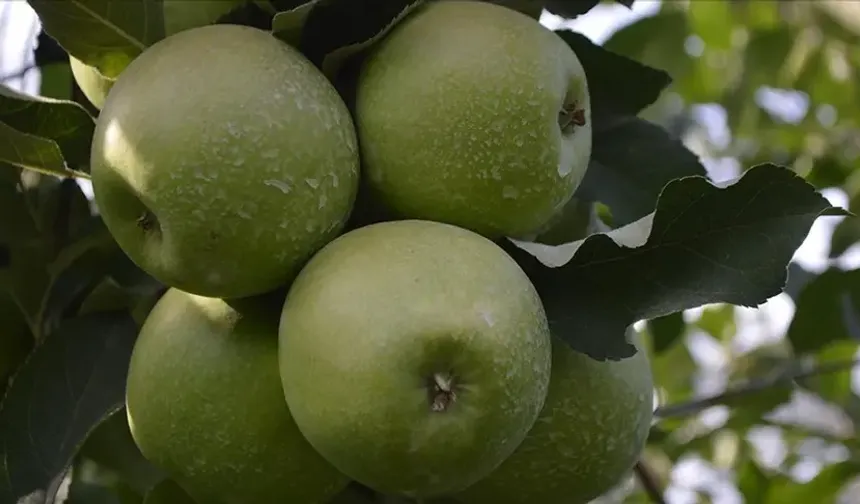 Elma kabuğunun faydaları kırmızı etten 100 kat güçlü