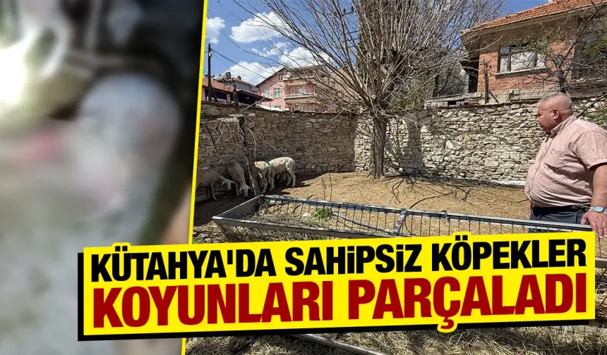 Kütahya'da sahipsiz köpekler koyunlara saldırdı