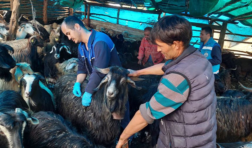 Hisarcık’ta küçükbaş hayvanlara küpeleme ve aşılama çalışması