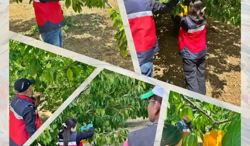 Kütahya’da kiraz sineği ile mücadele sürüyor