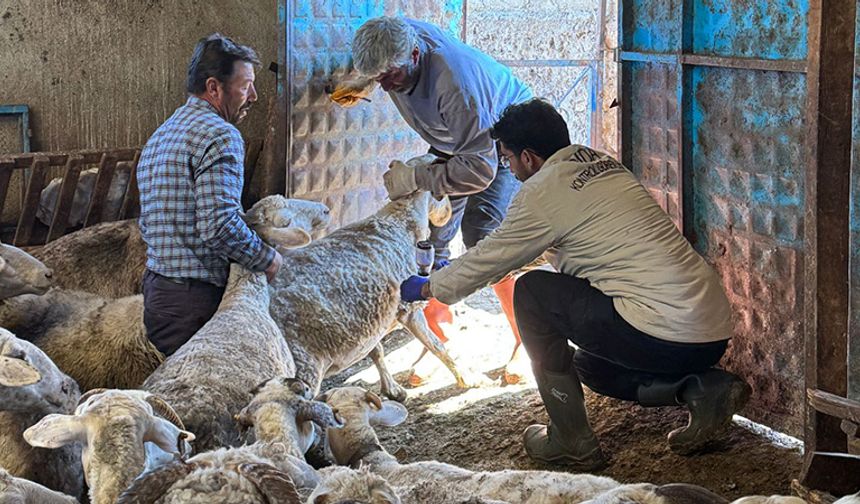Kütahya Dumlupınar’da küçükbaş hayvanlara aşı uygulaması