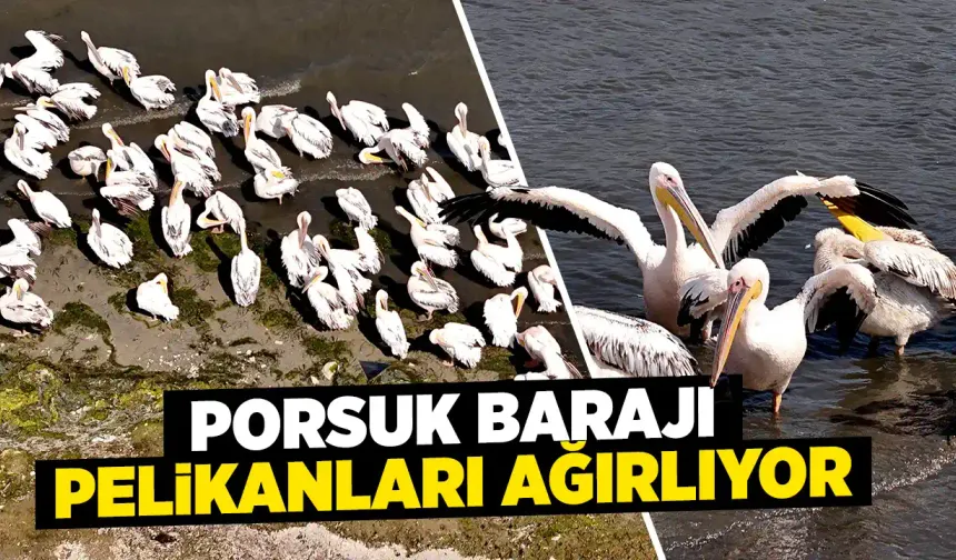 Kütahya’daki Porsuk Baraj Gölü pelikanları ağırlıyor