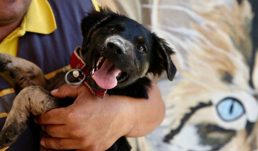 Zifte saplanan köpek yavrusu yaşama tutundu