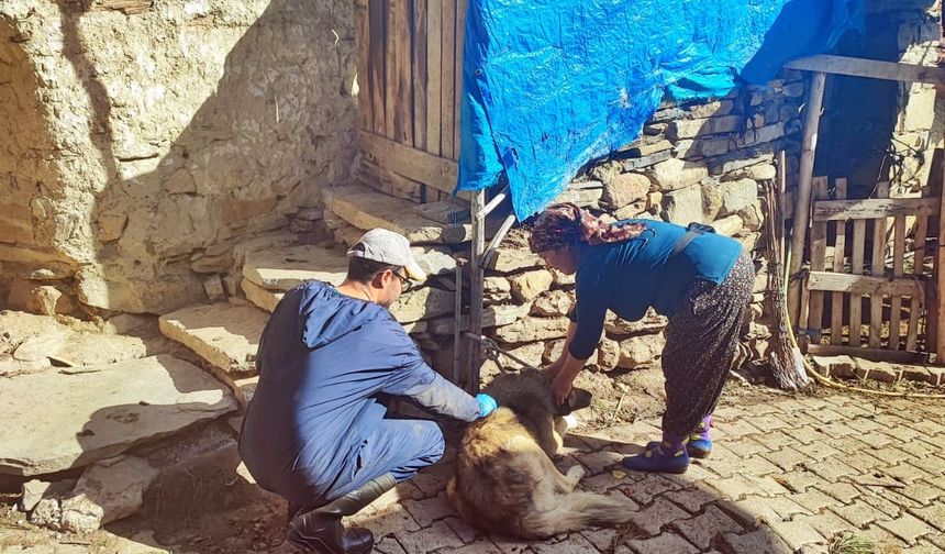 Şaphane’de hayvan sağlığı için aşı uygulaması