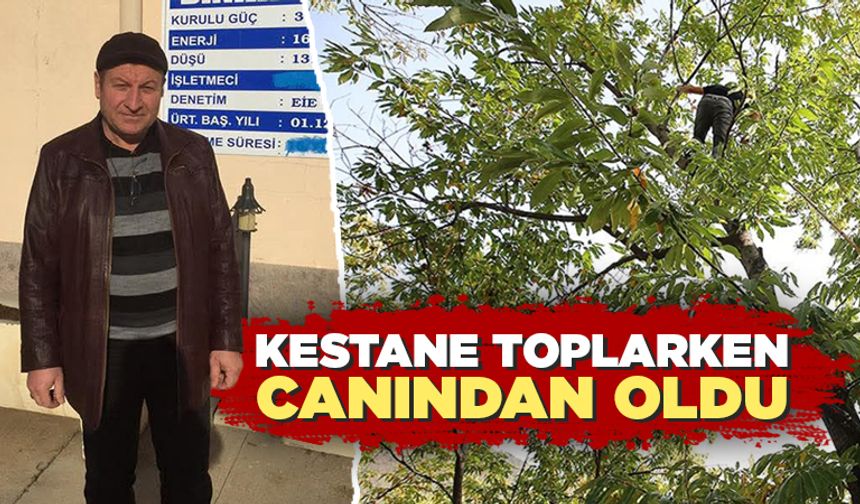 Kütahya'da kestane ağacından düşen kişi öldü
