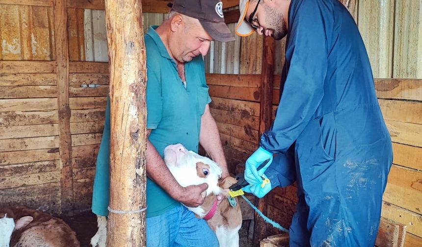 Kütahya Şaphane’de hayvan sağlığı çalışmaları devam ediyor