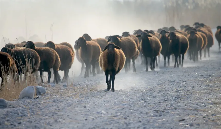 Ağrı Dağı eteklerinde damızlık morkaraman yetişiyor
