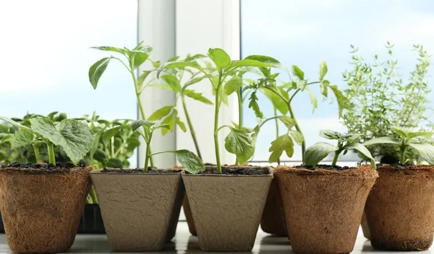 Bu 9 meyveyi saksıya dikin! Evde bile hasat veriyor