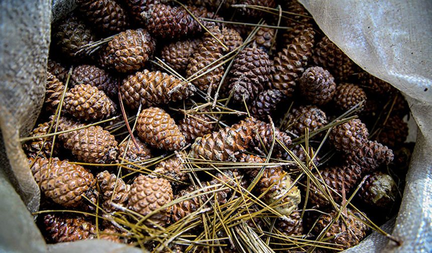 Bursa Uludağ’da Kozalaktan Pekmez