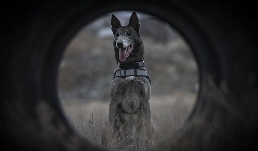 Kadavra köpeği Melo, depremden cinayete iz sürüyor