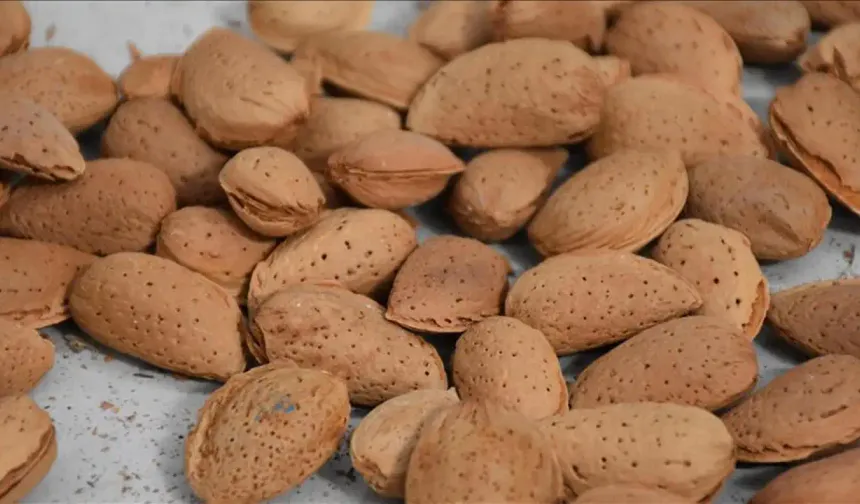 Kalp, cilt ve beyin dostu süper besin: Badem