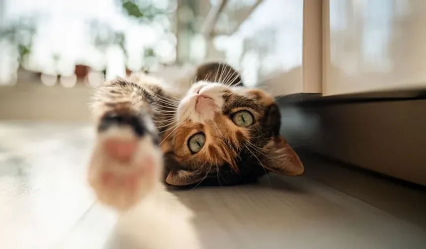 Kedinizin Bu Davranışı Alarm Veriyor: Uzmanlar Uyarıyor