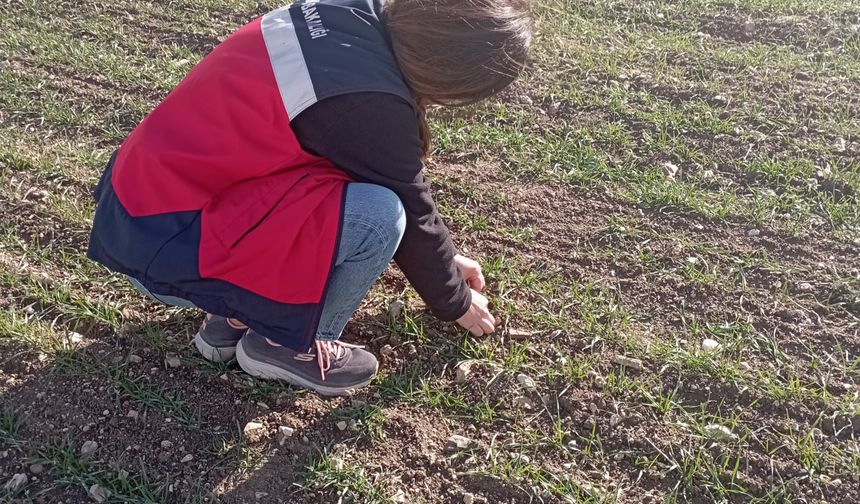 Kütahya Aslanapa'da tarlalarda fenolojik gözlem yapıldı