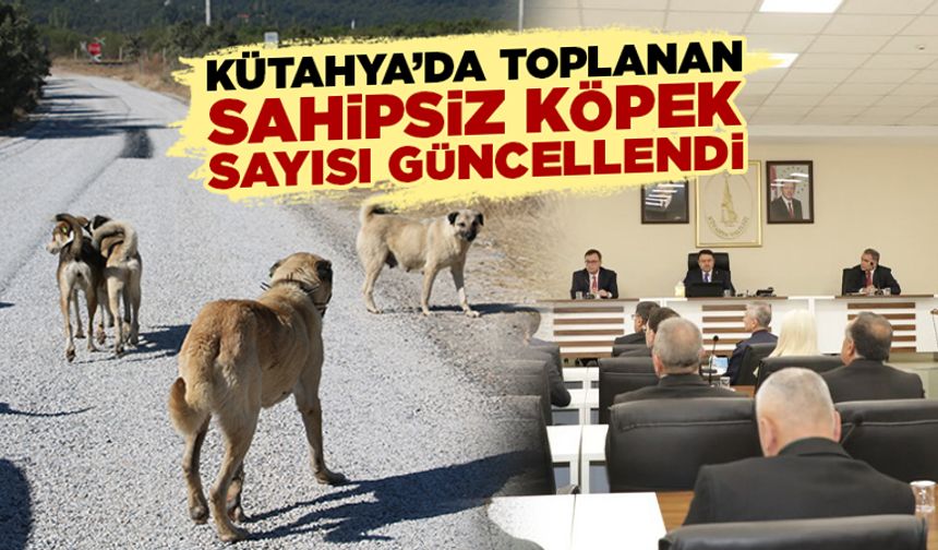 Kütahya’da toplanan sahipsiz hayvan sayısı açıklandı