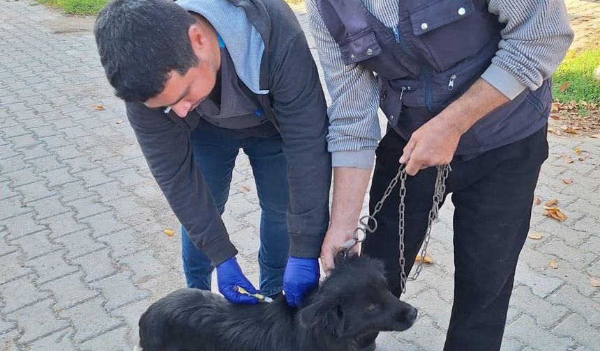 Kütahya Emet'e mikroçip ve aşılama sürüyor