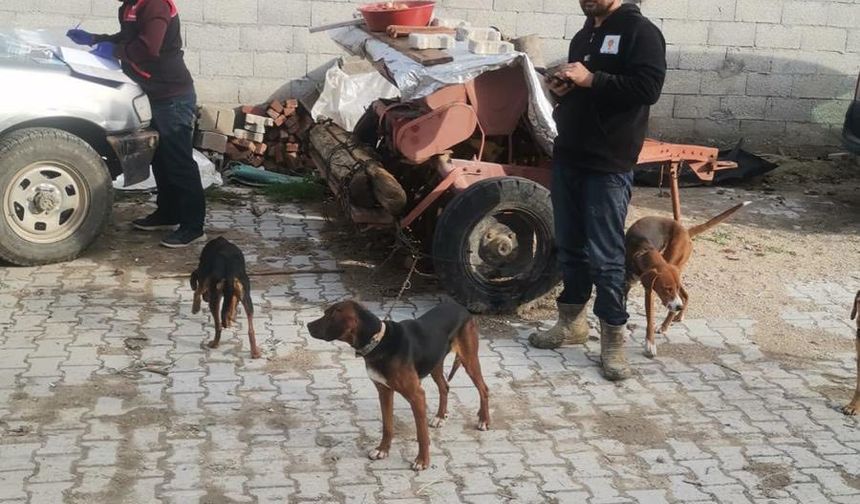 Kütahya Emet’te kedi ve köpeklere mikroçip ve kuduz aşısı