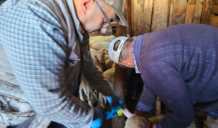 Kütahya Emet’te küçükbaş hayvanlarda aşılama sürdürülüyor